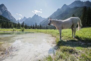 Ein Pferd steht am Ufer eines Bergsees