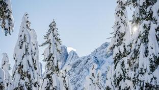 schneebedeckte Baumlandschaft