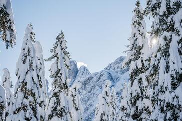 schneebedeckte Baumlandschaft