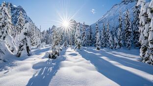 schneebedeckte Baumlandschaft