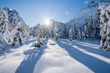 schneebedeckte Baumlandschaft