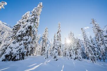 schneebedeckte Baumlandschaft