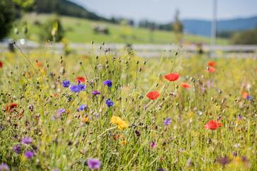 Blumenwiese