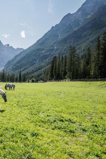 Zwei Pferde grasen in einer Wiese umgeben von Berglandschaft