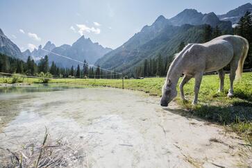 Ein Pferd trinkt an einem Bergsee