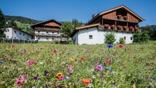 Ein traditionelles Bauernhaus umgeben von einer Blumenwiese